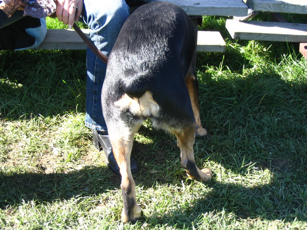 3851-bmtfl-dogs-butt-oct08-2006